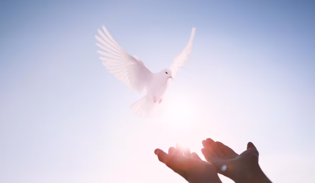 white-dove-flying-bright-sunlit-sky-symbolizing-holy-spirit-freedom-peace_567332-1229 white-dove-flying-bright-sunlit-sky-symbolizing-holy-spirit-freedom-peace_567332-1229